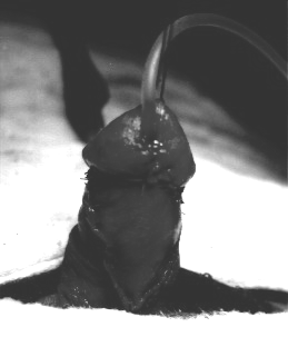 Proksimal olgulardan birinde penis ventralinde 3x3 cm lik yüzeyel cilt nekrozu ortaya çıktı. Defekt ön kol derisinden alınan full thickness deri grefti ile onarıldı.