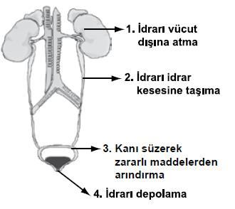 çözeltisi damlatma Tavuk Eti Bu öğrenciler aşağıdakilerden hangisini belirlemek için