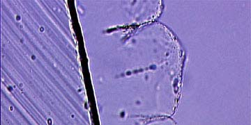 Kolloidal renkler 1 µm kalınlıktaki ince kaplamalar renklere karşı oldukça duyarlı olabilmektedir.