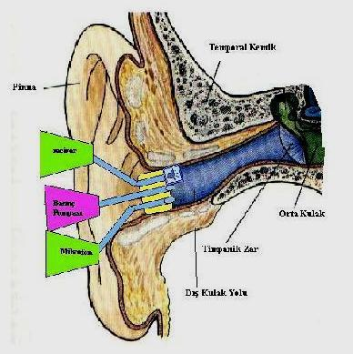 kullanılan bir receiver ve (c) Dış kulak yoluna verilen sesin, orta kulak yapılarından geriye yansıyan kısmını ölçmek amacı ile kullanılan bir mikrofon bulunur (Şekil- 15).