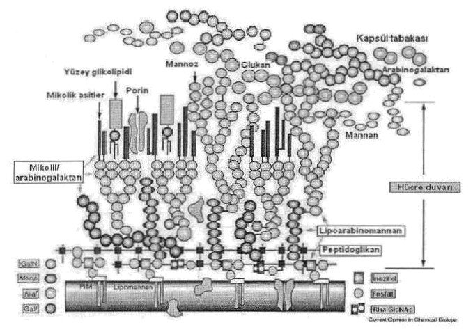 Şekil 2.1. Mikobakteri hücre duvarı (21. yüzyılda Tüberküloz Sempozyumu kitabından). 2.3.2.1. Plazma membranı Mikobakterilerin plazma membranları diğer bakterilerin plazma membranları ile benzer özelliklere sahiptir.