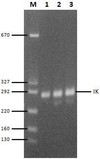 Rv0037c geninin 29., 33. ve 37. döngülerdeki PZR jel fotoğrafları Şekil 4.6 da verilmiştir. Şekil 4.6. Rv0037c geninin 29, 33 ve 37.