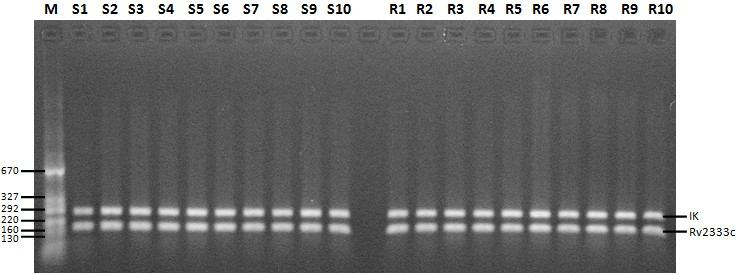 Şekil 4.8. Rv2333c geni 32 döngü PZR fotoğrafı. (M: Moleküler büyüklük belirteci, IK: İnternal kontrol, S1-S10 Duyarlı M.tuberculosis suşları, R1-R10 MDR M.