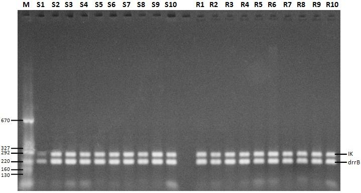 4.2.4. drrb Geninin Multipleks PZR ile Amplifikasyonu 26 döngüde, drrb geninin 16S rrna ile karşılaştırmalı multipleks PZR si yapılmış olup PZR jel fotoğrafı Şekil 4.10 