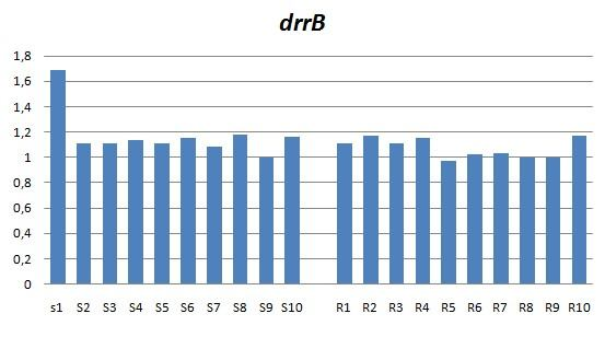 Tablo 4.4. drrb geni, gen/ik ekspresyon oranları tablosu (S1-S10 Duyarlı M.tuberculosis suşları, R1-R10 MDR M.tuberculosis suşları). Bu sonuçlara göre, çoklu ilaç dirençli M.