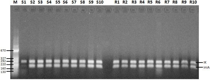Şekil 4.11. inia geni 26 döngü PZR fotoğrafı. (M: Moleküler büyüklük belirteci, IK: İnternal kontrol, S1-S10 Duyarlı M.tuberculosis suşları, R1-R10 MDR M.