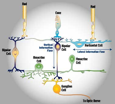 Reseptorlar bipolar hücrelerle sinaps kurmuşlardır.