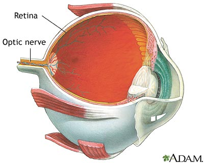 Retina ile optik sinirin konumu http://www.