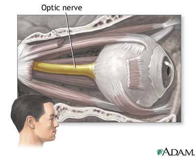 Optic nerve(n.