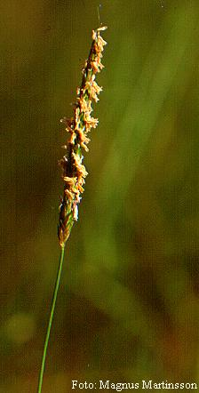 51. Plantago lanceolata L. XV. ROSACEAE (Gülgiller) 52.