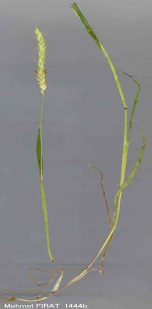 RANUNCULACEAE (Düğünçiçeğigiller) 54. Ranunculus kotschyi BOISS. 55.