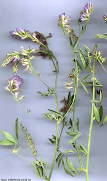 1-29 Medicago