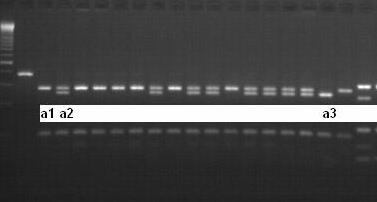 boyutları verirken -592A spesifik PCR ürünü kesildiğinde 240 bç, 116 bç, 71 bç ve 42 bç boyutları verir.