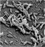 Agrobacterium toprakta yaşayan gram negatif bir