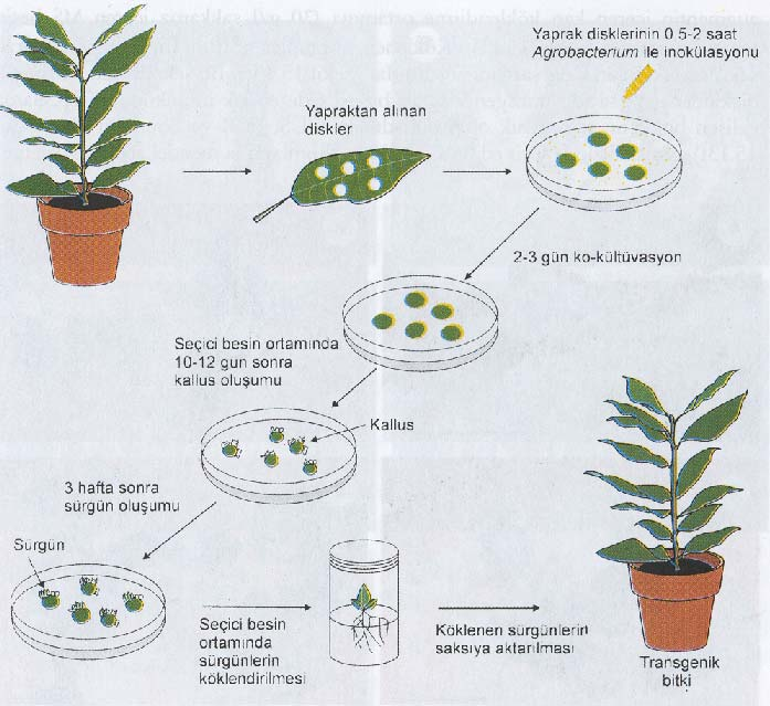 Agrobacterium aracılığı ile gen aktarımı ve transgenik bitkilerin elde edilmesi Gen aktarımında kullanılacak DNA parçası, aktarılmak istenen gene ilave olarak; Aktarılmak istenen genin bitki