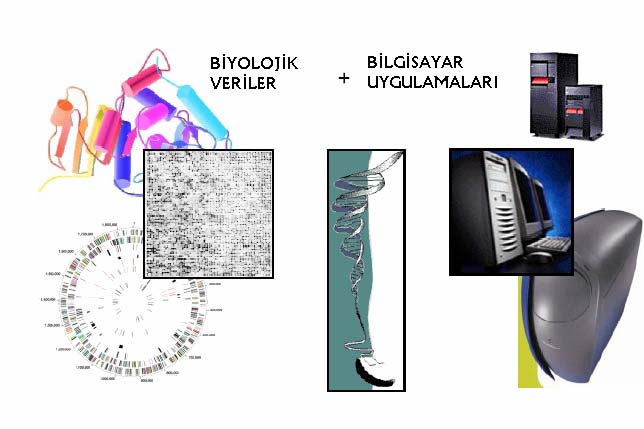 BİYOTEKNOLOJİ Biyolojik sistemlerin, canlı organizmaların, ürünlerinin ve aktivitelerinin özgün kullanımlar için belli