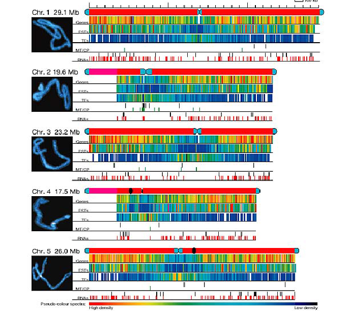 Arabidopsis de mutant oluşturma: Tohum uygulaması veya gen aktarımları ile mutanlar elde edilebilir.