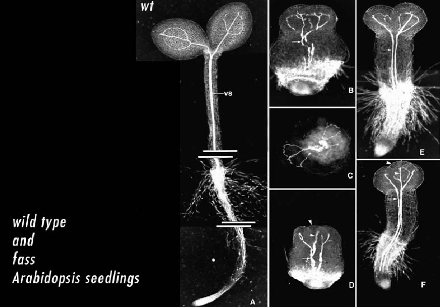 Arabidopsis in genom