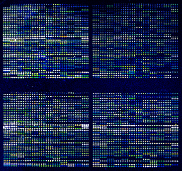 DNA array teknolojisinin uygulamaya sokulması Ozturk, ZN, Talame, V, Deyholos, M, Michalowski, CB,