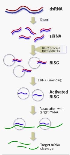 RNAi mekanizması RNAi=RNA interference İlginiz ve bizlerle olduğunuz için teşekkür ederim.