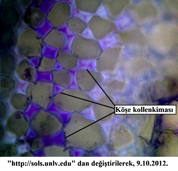 Öğr. Gör. Dr. İlker BÜYÜK, Botanik, 5. Hafta: Bitkisel Dokular - devam B. Kollenkima (Pek Doku) Çeperleri pektin, selüloz ve hemi-selülozdan oluşmuş, esnek ve canlı hücrelerdir.