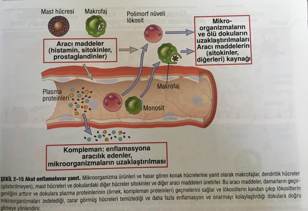 DOĞAL BAĞIŞIKLIK TEPKİLERİ AKUT