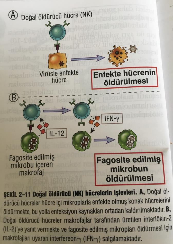 NK, enfekte ve gergin (stresli) hücreleri tanıyarak onları öldüren ve makrofajları etkin kılan sitokin, IFN-γ (interferon-γ) ı salgılayan lenfosit sınıfından hücrelerdir.