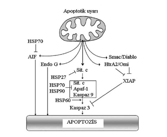 Mitokondriden salınan apoptotik faktörler: a. Sitokrom c b. AIF c. Endonükleaz G d.