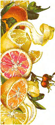 Uluslararası Turunçgil Kongresi 2020 de Mersin de toplanacak 08 Yaş meyve sebze sektörü içerisinde en önemli alt grubu oluşturan turunçgillerde Türkiye, üretici ülkeler arasında 8.