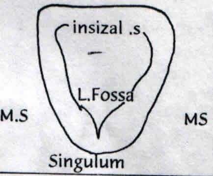 * Lingual yüzey labial yüzeyden daha dardır. * Lingual yüzey insizal ve marginal sırtlar,singulum arasında kalan lingual fossadan oluşur.