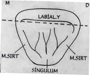 * Servikal çizgi kurvatürü mesialden daha azdır. INSIZAL GÖRÜNÜM * Diş bir üçgen görünümündedir. Üçgenin kenarlarını labial yüzey ve lingual marginal sırtlar oluşturur.