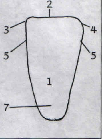 6. Alt keserlerin labial yüzeyleri üst keserlerin lingual yüzeyleri ile temas kurarlar.