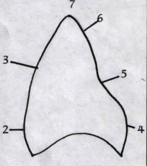 2. Servikal çizgi kök yönünde eğri çizer 3. Singulum büyüktür. 4. Kenar sırtları belirgindir 5. Sıklıkla cusp tepesinden singuluma kadar uzanan iyi gelişmiş bir sırt görülür. 6.