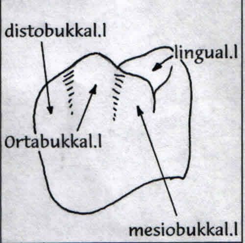 Labial kontur kreti labiolingual eksenin mezialindedir. 3.