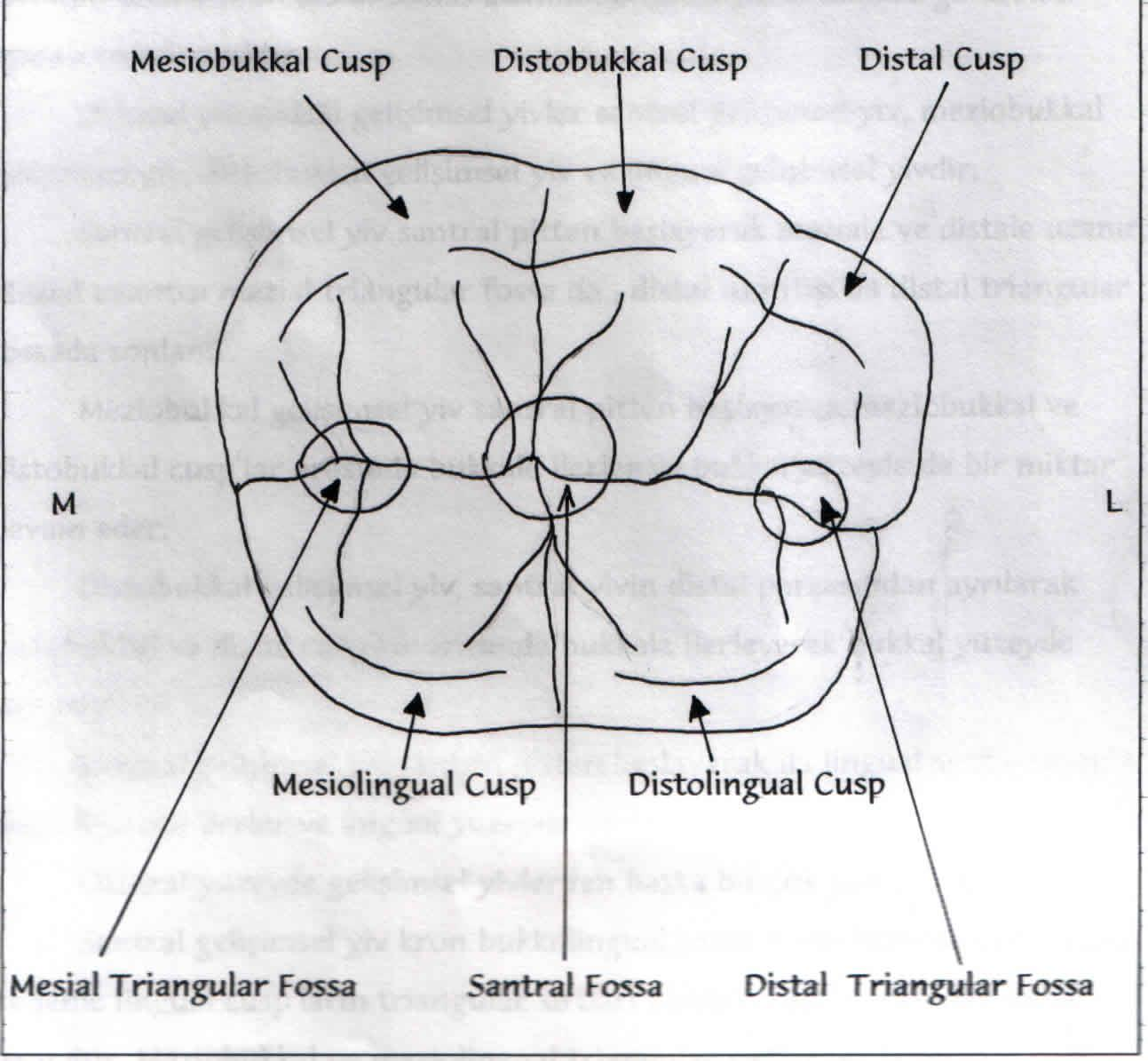 Santral fossa, meziobukkal cusp'ın distal eğimi, distobukkal cusp'ın mezial ve distal eğimleri, distal cup'ın mezial eğimi, distal ve distolingual triangular sırtlar, distolingual cusp'ın mezial