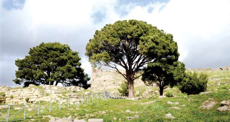 Soldaki: Bergama daki Zeus Sunağı nı bulan Carl Human, bir sonraki gelişinde eserleri bulabilmek için buluntularının yanına fotoğrafta görünen iki büyük çam ağacını işaret olarak dikmiştir.