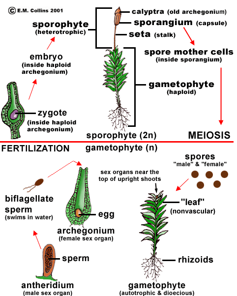 Gametofit dominant jenerasyondur-bizim bitki dediğimiz döl. Sperm flagella taşır yumurtanın yakınına kadar yüzer yumurta sudan bir film tabakası içindedir.