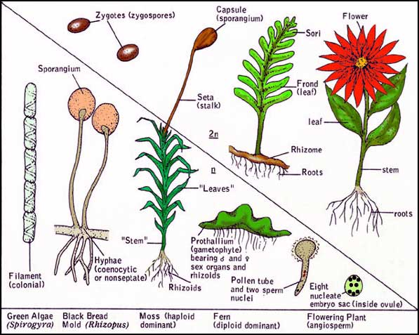 Hayat Döngülerinin Karşılaştırılması Bitkilerin hayat döngülerinde diploid ve haploid