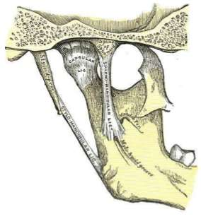 ligamentlerdir. Kollateral(diskal), kapsüler ve temporomandibular ligamentler bu gruptadır.
