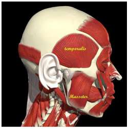 Şekil 7 : Temporal ve Masseter Kaslar 1.3.