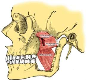 Şekil 8 : Medial ve Lateral Pterigoid Kas 2.