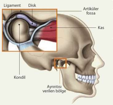 1. Temporomandibular Eklem Ve Özellikleri Temporomandibular eklem (TME) dış kulak yolunun hemen önünde, temporal kemiğin altındaki mandibular fossa ile mandibula kondili arasında yer alan diartrodial