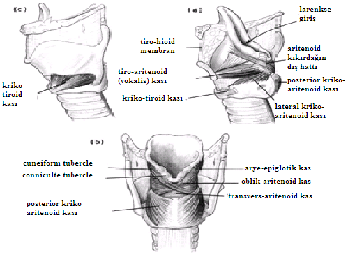Her kasın, hareketini düzenleyen bir antagonisti veya antagonistleri vardır; Örneğin, Uzatıcı (CT) kasın hareketi, Opener (posticus-pca), Tensor (vokalis) ve Addüktör (Cricho-arytenoid, lateral ve