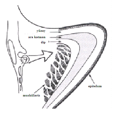 Vokal kıvrımların posterior olarak (yaklaşık) beşte ikisi kıkırdaksıdır ve anterior beşte üçü ise zarımsıdır ve normal durumlarda, ses niteliği için kritik olan titreşim işlevinin çoğu bu zarımsı