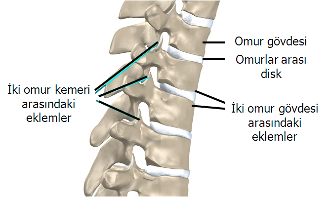 vertebra Kuyruk sokumu OMURUN (VERTEBRA) YAPISI Arka arkadan