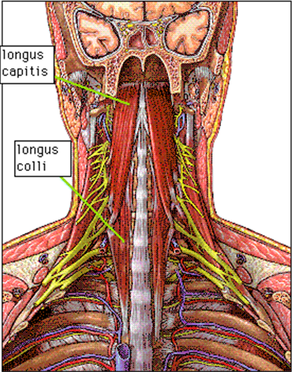 fleksiyonu ve lateral fleksiyonu Longus Colli Boyuna; Fleksiyon