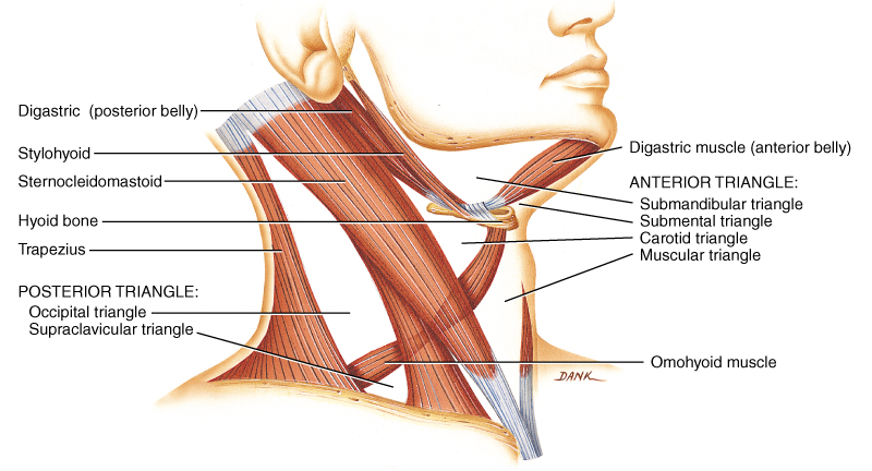 HAREKETLERİNİN SKALEN KASLAR GÖVDE FLEKSİYONU 1. Rektus abdominus 2. Oblikus ekternus abdominus 3.