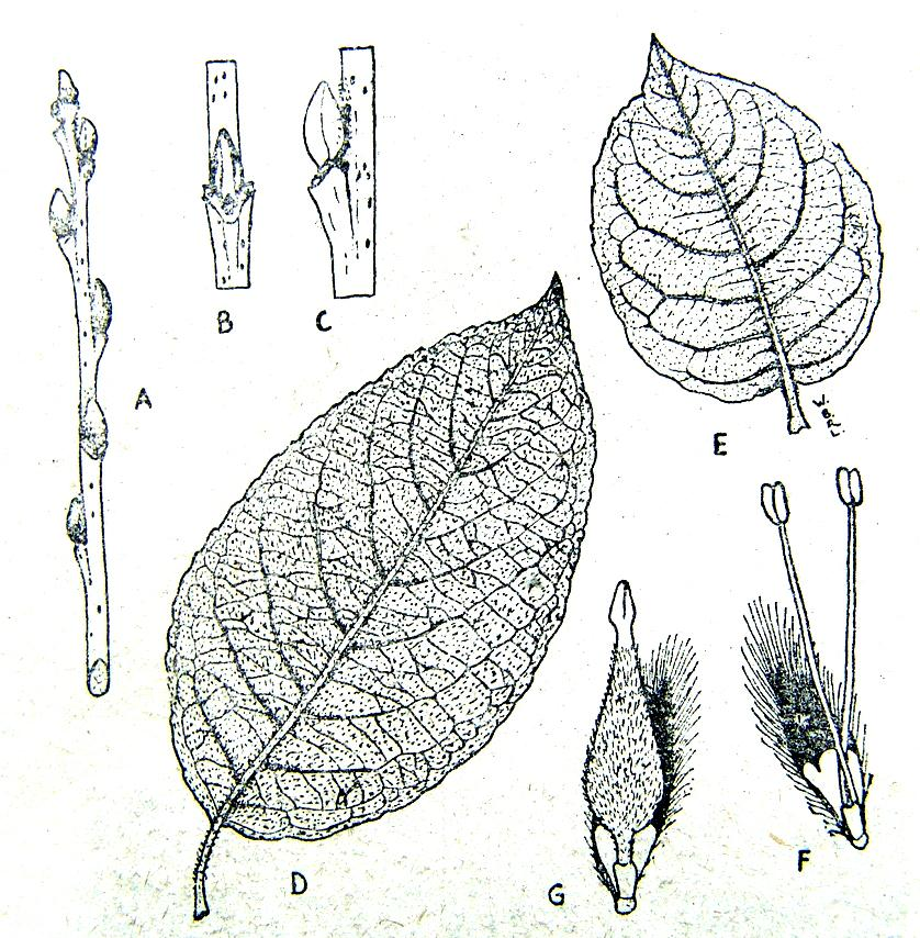 Salix L.