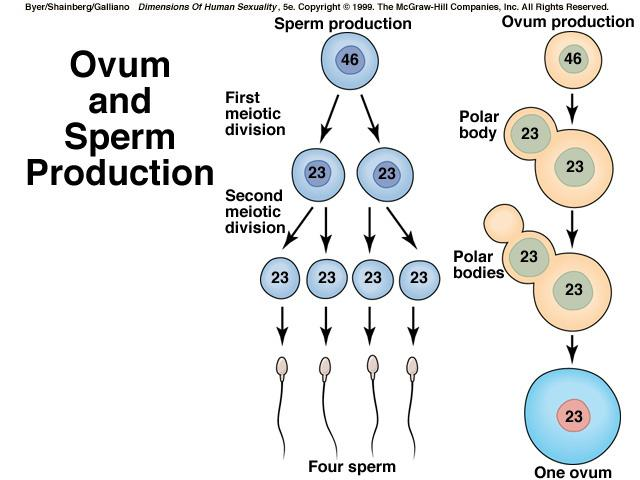 Oogenez İle Spermatogenez Arasındaki Temel Farklılıklar Oogonyumlar yalnızca fötusta çoğalır, doğumdan sonra mayoza girer ve I. Profazda bekler.