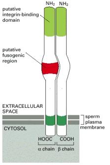 Sperm plazma zarındaki fertilitin proteini Yumurta ve sperm zarlarının kaynaşmasında etkili.